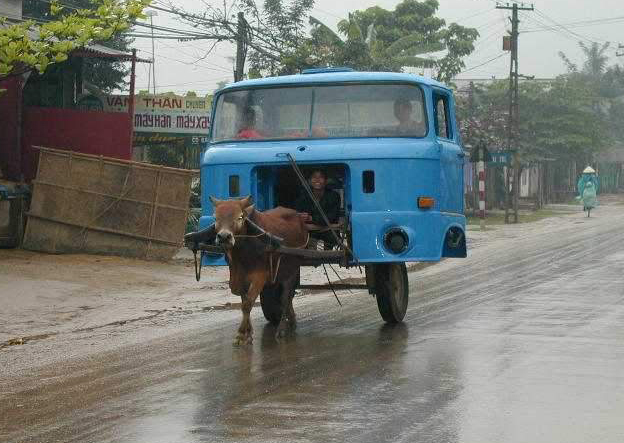 animal-vietnamese-ox-truck1