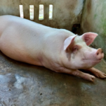 pig-farming